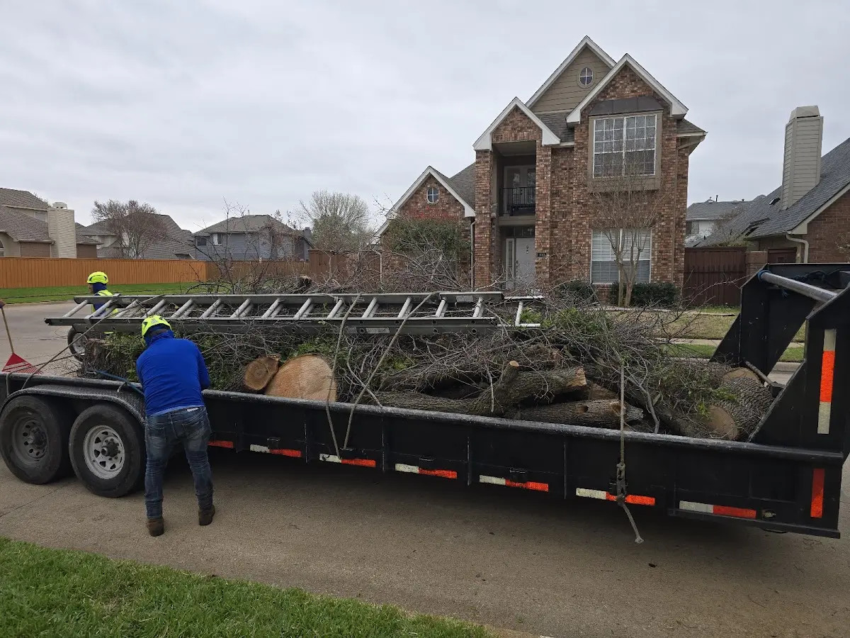 Expert Tree Fertilization with proper safety equipment in Springfield